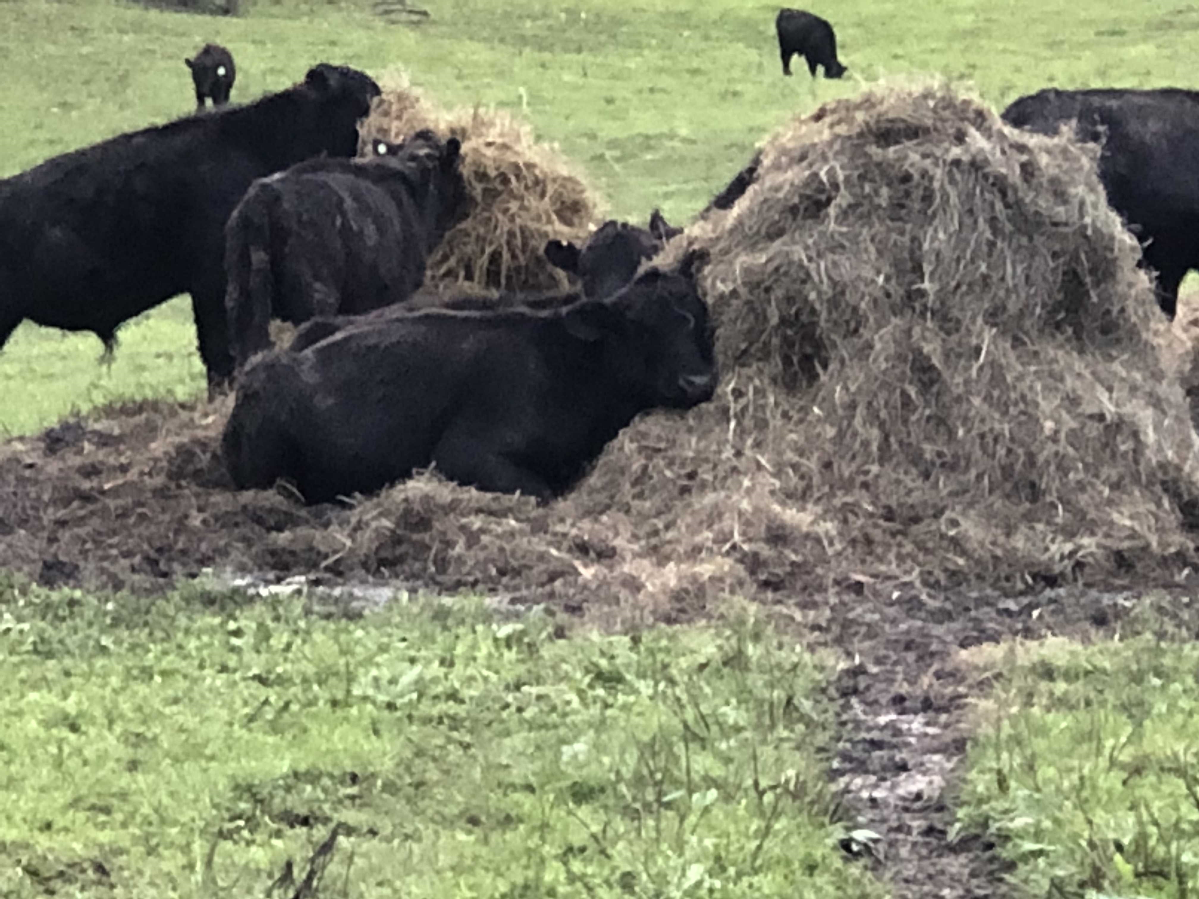Lounging around at the farm!