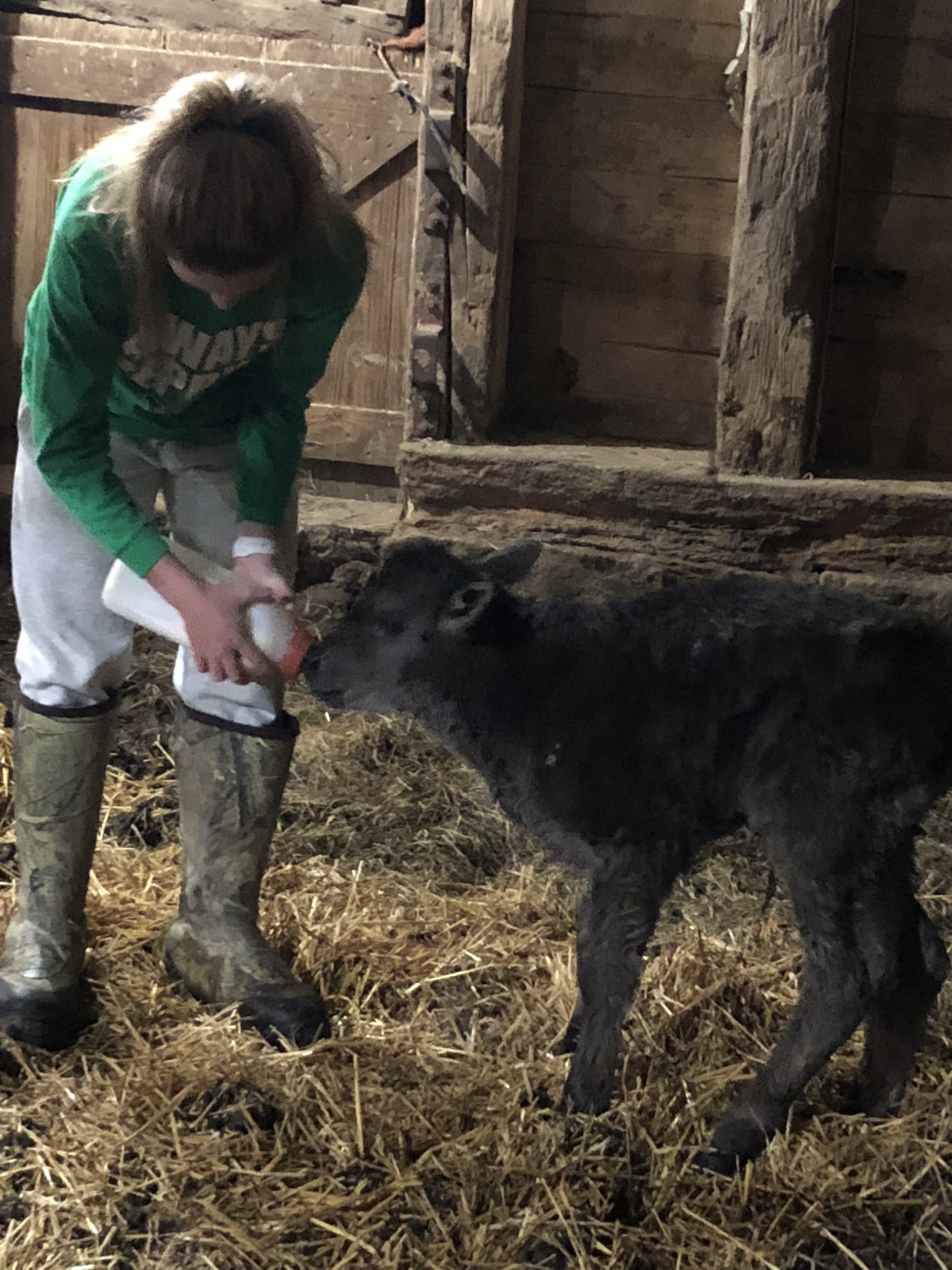 Bottle Feeding at the Farm
