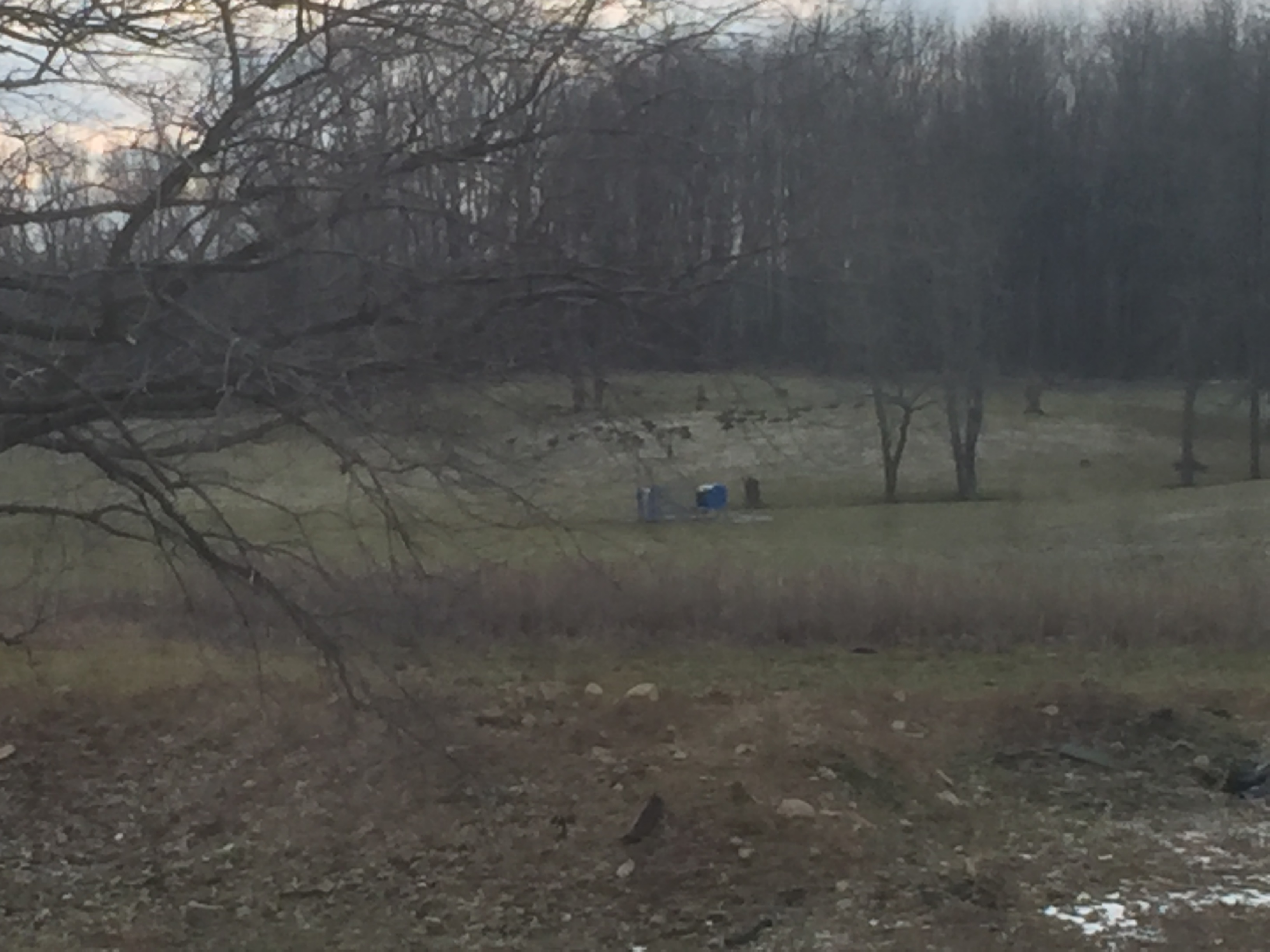 Turkeys passing thru