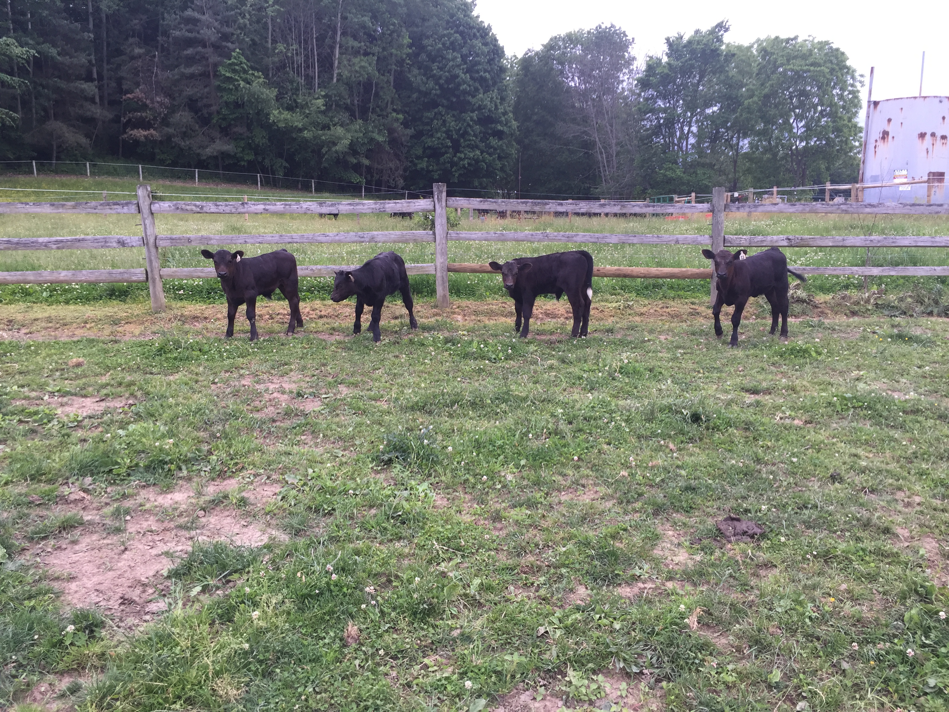 Calves hanging out together